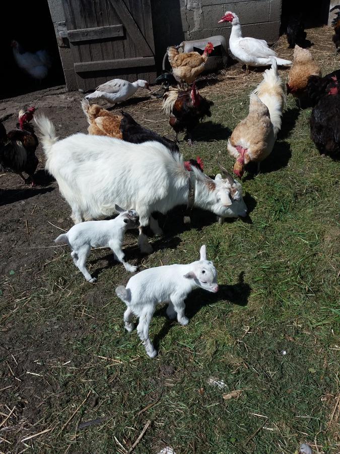 La Ferme Du Bout Du Monde Bed and Breakfast Plogoff Εξωτερικό φωτογραφία